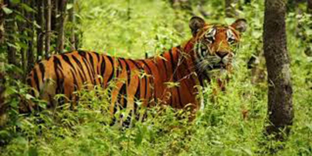 बर्दिया राष्ट्रिय निकुञ्जमा पाटेबाघको संख्या १२५ पुग्यो